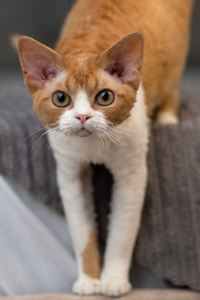 Производитель кот девон рекс 