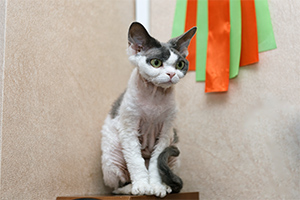 Производитель питомника Great Elf - кошечка девон рекс Great Elf Tesla