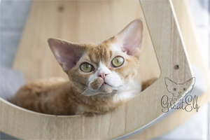 Производитель питомника Great Elf - котик девон рекс  Great Elf Twix